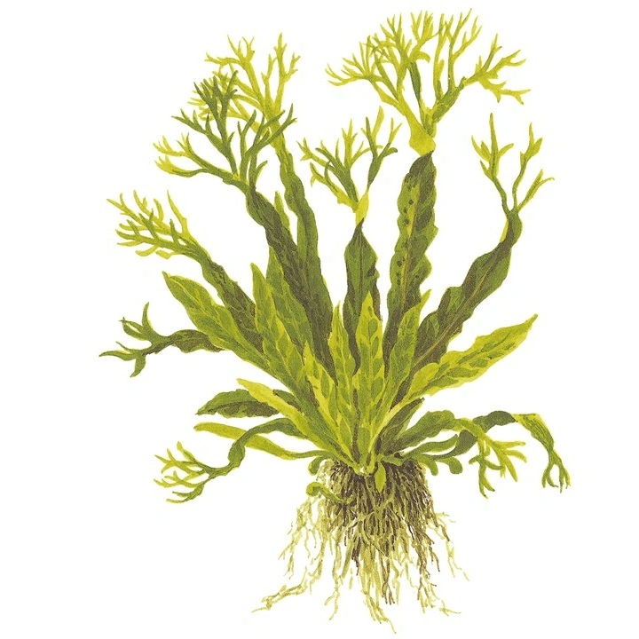 Tropica Akvarieplante i potte Microsorum pteropus Windeløv